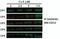 Growth Arrest And DNA Damage Inducible Gamma antibody, M04681, Boster Biological Technology, Immunoprecipitation image 