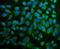 Protein Disulfide Isomerase Family A Member 6 antibody, A03813-2, Boster Biological Technology, Immunofluorescence image 