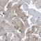 BAI1 Associated Protein 2 Like 1 antibody, PA5-54906, Invitrogen Antibodies, Immunohistochemistry paraffin image 