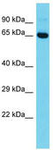 TRAF3 Interacting Protein 1 antibody, TA333651, Origene, Western Blot image 