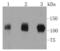 Phosphoribosylglycinamide Formyltransferase, Phosphoribosylglycinamide Synthetase, Phosphoribosylaminoimidazole Synthetase antibody, A06061-1, Boster Biological Technology, Western Blot image 