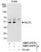 Negative Elongation Factor Complex Member E antibody, NBP1-05978, Novus Biologicals, Western Blot image 