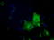 Sorting nexin-9 antibody, TA501356, Origene, Immunofluorescence image 
