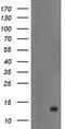 S100 Calcium Binding Protein P antibody, LS-C787023, Lifespan Biosciences, Western Blot image 