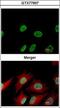 X-Ray Repair Cross Complementing 6 antibody, GTX77607, GeneTex, Immunofluorescence image 