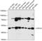 5-Hydroxytryptamine Receptor 1D antibody, 16-897, ProSci, Western Blot image 