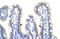Exosome Component 10 antibody, 29-224, ProSci, Immunohistochemistry paraffin image 
