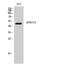 Probable G-protein coupled receptor 173 antibody, A14126, Boster Biological Technology, Western Blot image 