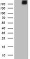 Laminin Subunit Alpha 4 antibody, LS-C790691, Lifespan Biosciences, Western Blot image 