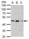 Adrenoceptor Alpha 1A antibody, GTX100190, GeneTex, Western Blot image 