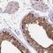 Translin antibody, NBP2-31779, Novus Biologicals, Immunohistochemistry frozen image 