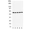 TGF-Beta Activated Kinase 1 (MAP3K7) Binding Protein 1 antibody, R31412, NSJ Bioreagents, Western Blot image 