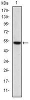PODXL antibody, AM06618SU-N, Origene, Western Blot image 