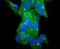 Glutathione peroxidase 1 antibody, A01019-1, Boster Biological Technology, Immunocytochemistry image 