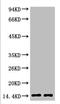 Mono-Methyl-Histone H3 antibody, orb688414, Biorbyt, Western Blot image 