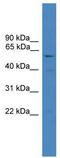 SHANK Associated RH Domain Interactor antibody, TA342597, Origene, Western Blot image 