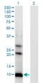 Aldo-keto reductase family 1 member C-like protein 1 antibody, H00340811-M04, Novus Biologicals, Western Blot image 