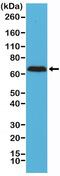 Nfl antibody, NBP2-61569, Novus Biologicals, Western Blot image 