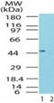 TARBP2 Subunit Of RISC Loading Complex antibody, GTX48546, GeneTex, Western Blot image 