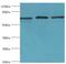 Solute Carrier Family 25 Member 13 antibody, LS-C380266, Lifespan Biosciences, Western Blot image 