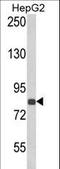 Endothelin Converting Enzyme 1 antibody, LS-C167610, Lifespan Biosciences, Western Blot image 