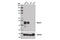 Myogenic Differentiation 1 antibody, 13812S, Cell Signaling Technology, Western Blot image 