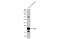 CD81 Molecule antibody, GTX135297, GeneTex, Western Blot image 