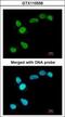 DNA-(apurinic or apyrimidinic site) lyase antibody, GTX110558, GeneTex, Immunofluorescence image 