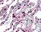 ELOVL Fatty Acid Elongase 5 antibody, orb88059, Biorbyt, Immunohistochemistry paraffin image 