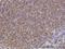 Alpha-adducin antibody, H00000118-M01, Novus Biologicals, Immunohistochemistry frozen image 