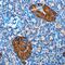 Betacellulin antibody, MAB2611, R&D Systems, Immunohistochemistry frozen image 
