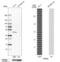 Tripartite Motif Containing 59 antibody, PA5-53634, Invitrogen Antibodies, Western Blot image 