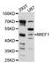 Mitochondrial Elongation Factor 1 antibody, abx126158, Abbexa, Western Blot image 