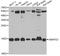 Small Nuclear Ribonucleoprotein D2 Polypeptide antibody, STJ29063, St John