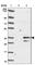 Myeloma Overexpressed antibody, HPA012949, Atlas Antibodies, Western Blot image 