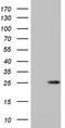 Integrin Subunit Beta 1 Binding Protein 1 antibody, LS-C338863, Lifespan Biosciences, Western Blot image 