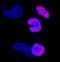 SRY-Box 10 antibody, MAB2864, R&D Systems, Immunocytochemistry image 