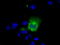 Lipase G, Endothelial Type antibody, TA501015, Origene, Immunofluorescence image 