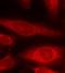 Eukaryotic Translation Initiation Factor 4E Binding Protein 1 antibody, orb14606, Biorbyt, Immunofluorescence image 