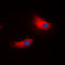 ATPase Na+/K+ Transporting Subunit Alpha 1 antibody, LS-C354554, Lifespan Biosciences, Immunofluorescence image 