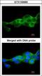 Inhibitor Of Nuclear Factor Kappa B Kinase Subunit Beta antibody, GTX105690, GeneTex, Immunocytochemistry image 