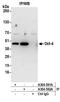 POU Class 5 Homeobox 1 antibody, A304-591A, Bethyl Labs, Immunoprecipitation image 