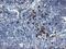 Joining Chain Of Multimeric IgA And IgM antibody, MA5-25844, Invitrogen Antibodies, Immunohistochemistry paraffin image 