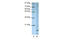 Apolipoprotein O antibody, 29-465, ProSci, Western Blot image 