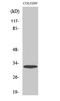Alkaline Ceramidase 3 antibody, A10457-2, Boster Biological Technology, Western Blot image 