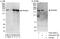 PAS Domain Containing Serine/Threonine Kinase antibody, A303-201A, Bethyl Labs, Immunoprecipitation image 