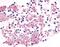 Purinergic Receptor P2Y12 antibody, NLS3742, Novus Biologicals, Immunohistochemistry frozen image 
