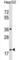 Protein Phosphatase, Mg2+/Mn2+ Dependent 1M antibody, abx029167, Abbexa, Western Blot image 