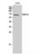 PWWP Domain Containing 2B antibody, LS-C385669, Lifespan Biosciences, Western Blot image 