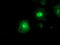 Q02769 antibody, TA503450, Origene, Immunofluorescence image 